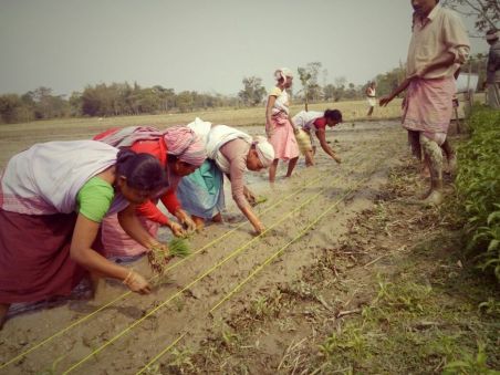 FXBIS beneficiary small &amp; marginalised farmers in high-yielding SRI cultivation, Kamrup (Assam)